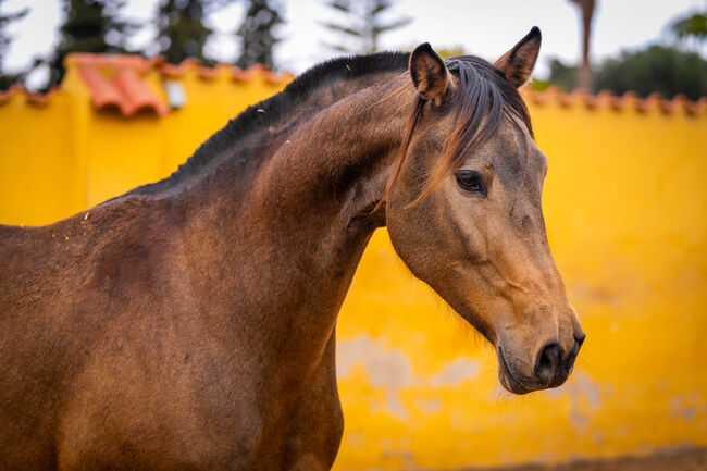 Tragende Cruzado Stute von Champagne / full papers, Post-Your-Horse.com (Caballoria S.L.), Horses For Sale, Rafelguaraf