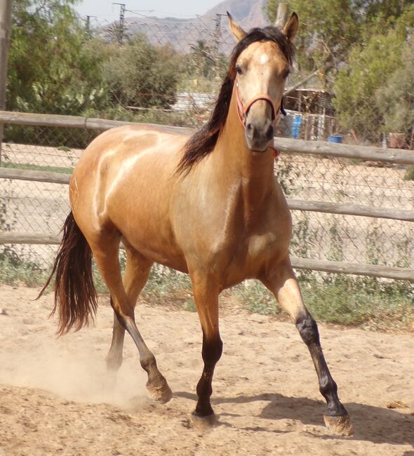 Tragende PRE Stute in Sonderfarbe, Post-Your-Horse.com (Caballoria S.L.), Horses For Sale, Rafelguaraf, Image 2