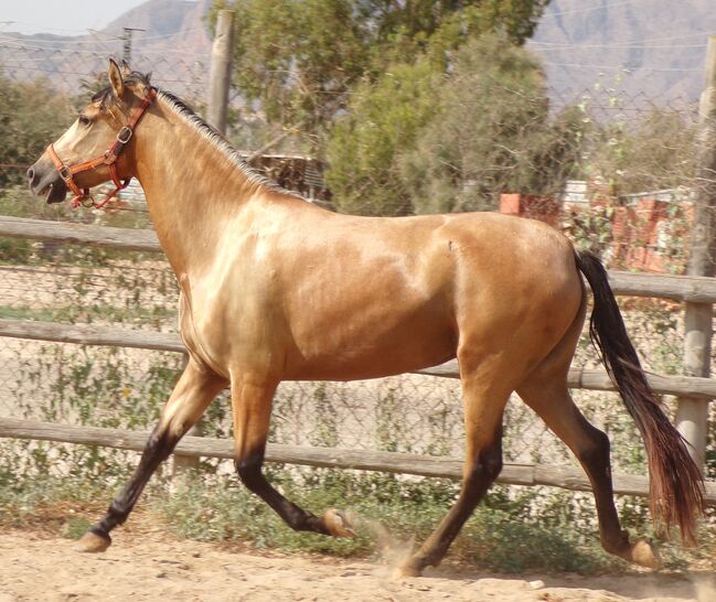 Tragende PRE Stute in Sonderfarbe, Post-Your-Horse.com (Caballoria S.L.), Horses For Sale, Rafelguaraf, Image 3