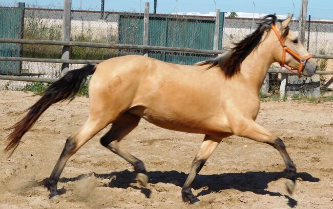 Tragende PRE Stute in Sonderfarbe, Post-Your-Horse.com (Caballoria S.L.), Horses For Sale, Rafelguaraf, Image 4