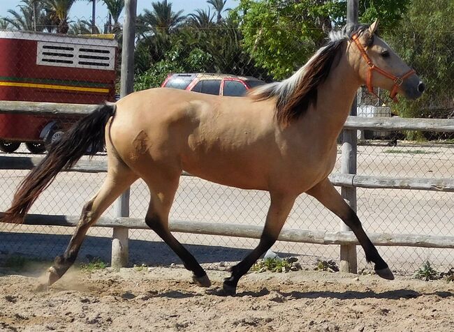 Tragende PRE Stute in Sonderfarbe, Post-Your-Horse.com (Caballoria S.L.), Horses For Sale, Rafelguaraf, Image 5