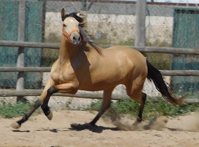 Tragende PRE Stute in Sonderfarbe, Post-Your-Horse.com (Caballoria S.L.), Horses For Sale, Rafelguaraf, Image 6