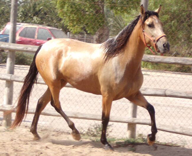 Tragende PRE Stute in Sonderfarbe, Post-Your-Horse.com (Caballoria S.L.), Horses For Sale, Rafelguaraf, Image 7