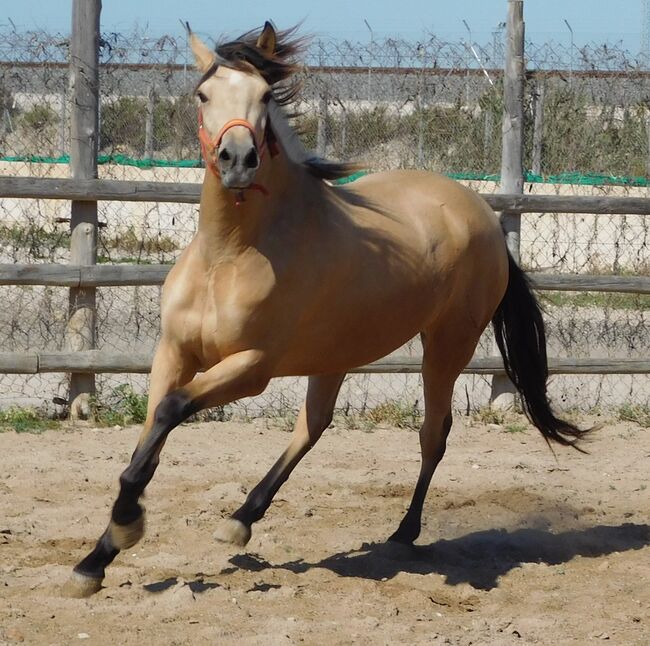 Tragende PRE Stute in Sonderfarbe, Post-Your-Horse.com (Caballoria S.L.), Horses For Sale, Rafelguaraf, Image 9