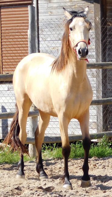 Tragende PRE Stute in Sonderfarbe, Post-Your-Horse.com (Caballoria S.L.), Horses For Sale, Rafelguaraf, Image 8