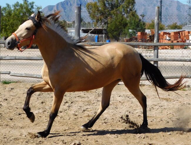 Tragende PRE Stute in Sonderfarbe, Post-Your-Horse.com (Caballoria S.L.), Horses For Sale, Rafelguaraf, Image 11