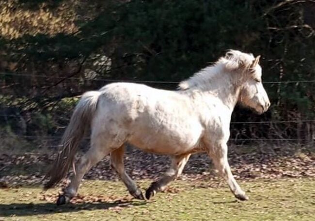 Tragende Stute für die Zucht, Islandpferde-aus-Island, Pferd kaufen, Südisland