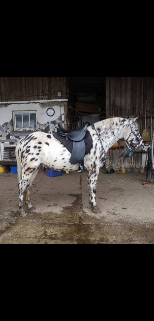 Wanderreitsattel kurz distanz sattel carbon, Franco c Oryx, Franziska Heiß , Endurance Saddle, Ingolstadt