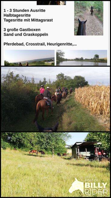 Wanderreiten im Weinviertel, Bernadette, Riding Holidays, Bad Pirawarth, Image 4