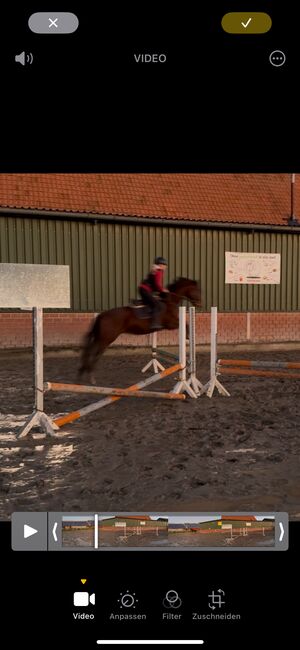 Trakehener Wallach, Tanja , Horses For Sale, Rees, Image 3