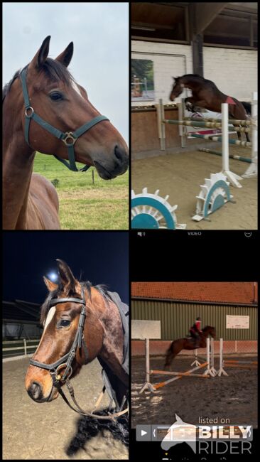 Trakehener Wallach, Tanja , Horses For Sale, Rees, Image 7