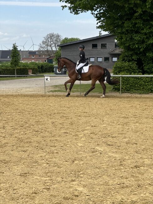 Trakehener Wallach, Tanja , Horses For Sale, Rees, Image 3