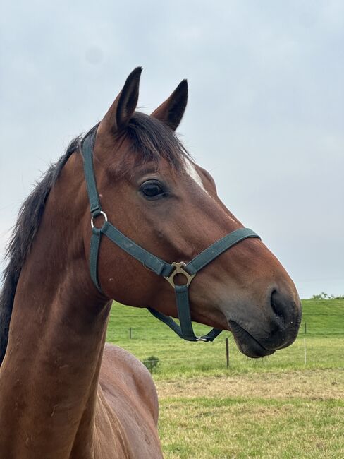 Trakehener Wallach, Tanja , Horses For Sale, Rees