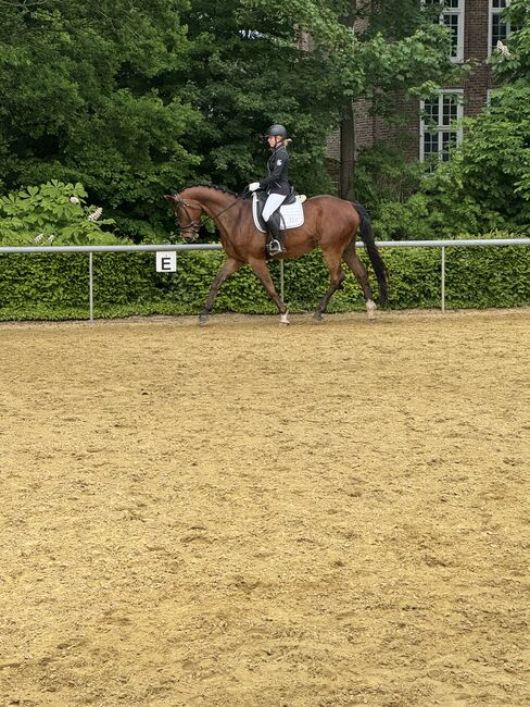 Trakehener Wallach, Tanja , Horses For Sale, Rees, Image 4