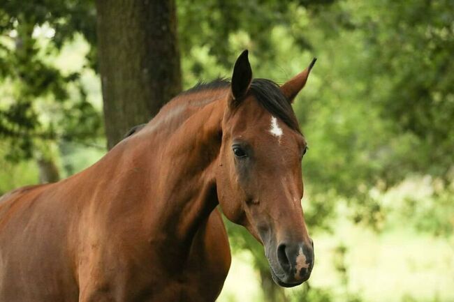 Trakehner Araber Mixstute mit Potenzial, Fäcks, Pferd kaufen, Waldsolms