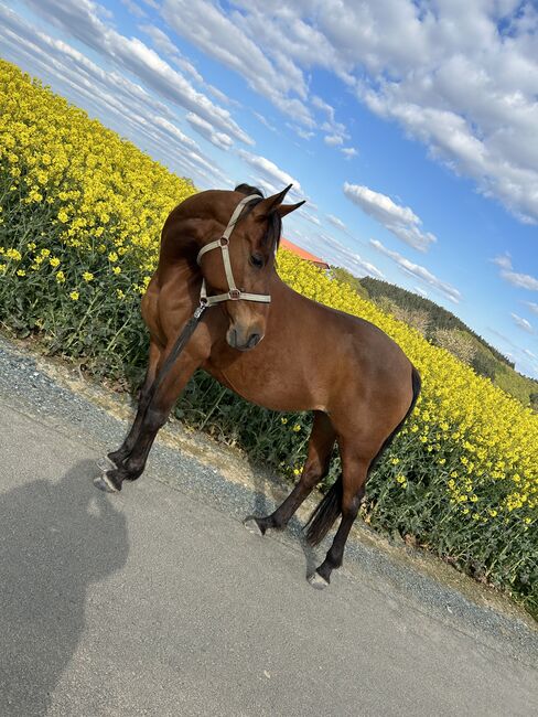 Trakehner Araber Mixstute mit Potenzial, Fäcks, Horses For Sale, Waldsolms, Image 4