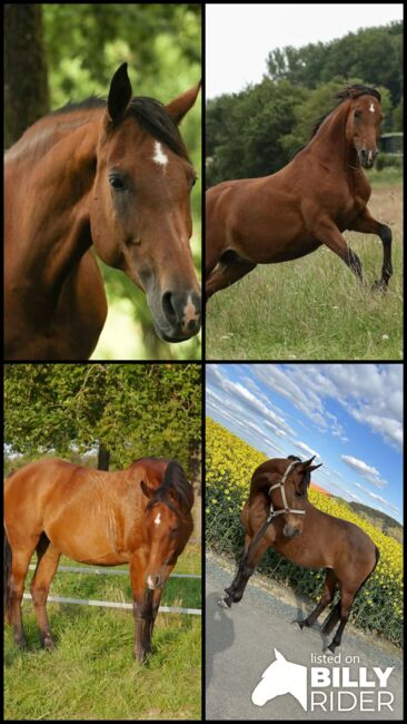 Trakehner Araber Mixstute mit Potenzial, Fäcks, Horses For Sale, Waldsolms, Image 5