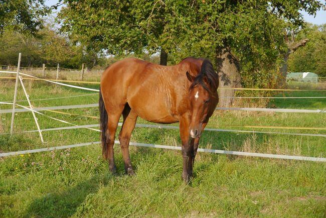 Trakehner Araber Mixstute mit Potenzial, Fäcks, Horses For Sale, Waldsolms, Image 3