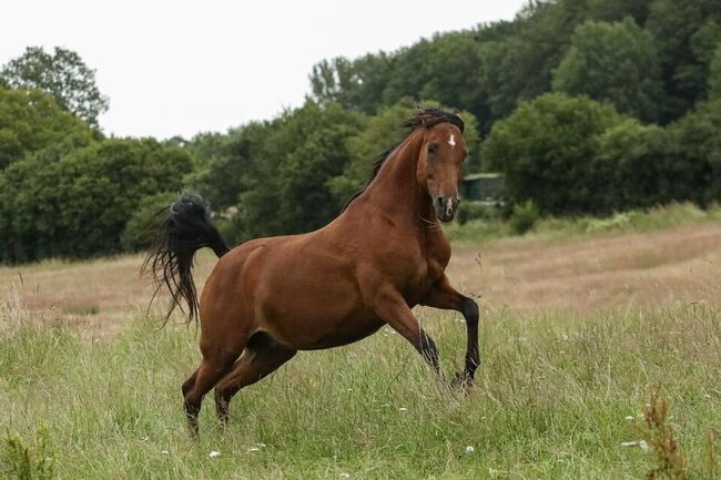 Trakehner Araber Mixstute mit Potenzial, Fäcks, Horses For Sale, Waldsolms, Image 2