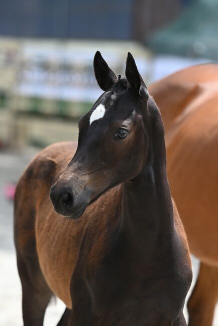 Trakehner Zuchtstute, Halbblutstute, tragend von Hirtenstern, T.M., Horses For Sale, Oelde, Image 5