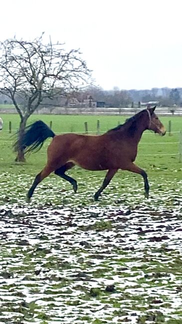 Trakehner Zuchtstute, Halbblutstute, tragend von Hirtenstern, T.M., Horses For Sale, Oelde, Image 2