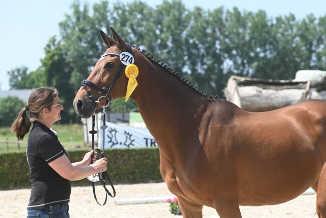 Trakehner Zuchtstute, Halbblutstute, tragend von Hirtenstern, T.M., Horses For Sale, Oelde