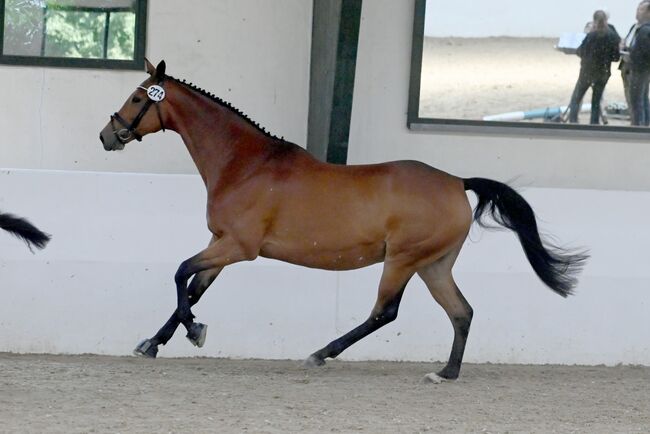 Trakehner Zuchtstute, Halbblutstute, tragend von Hirtenstern, T.M., Horses For Sale, Oelde, Image 3