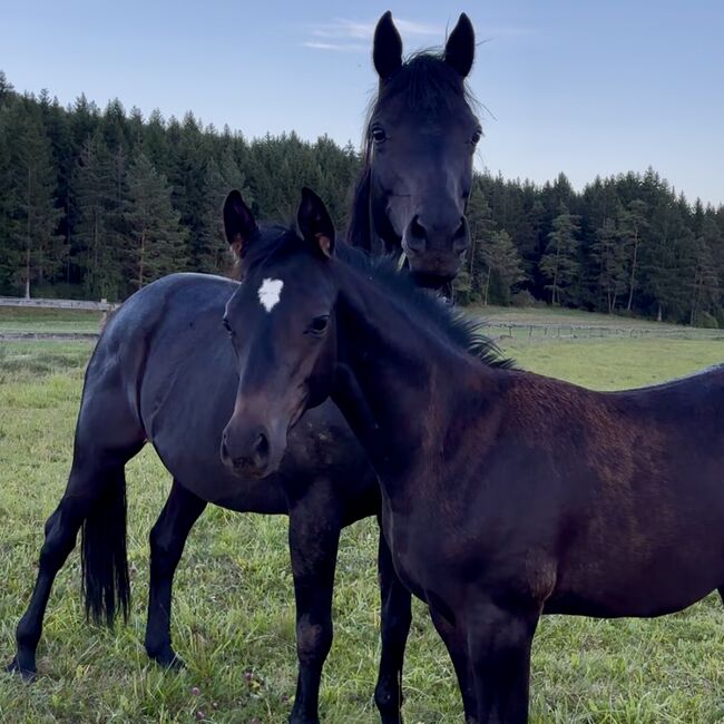 Trakehner Hengstfohlen, Andreas Brändle, Horses For Sale, Hohenstein, Image 6