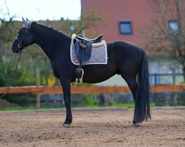 Trakehner Wallach Donausturm 9 Jahre, Tamara , Horses For Sale, Volkenschwand, Image 9