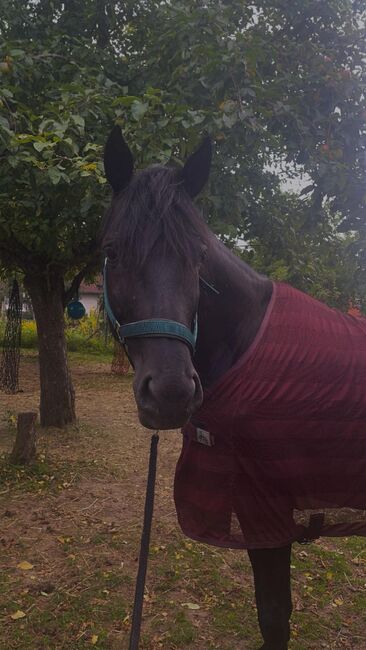 Trakehner Wallach Donausturm 9 Jahre, Tamara , Horses For Sale, Volkenschwand, Image 7