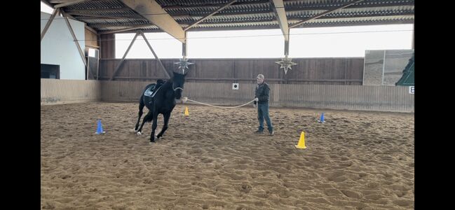 Trakehner Wallach, Yvonne Wendel, Horses For Sale, Eckental, Image 2