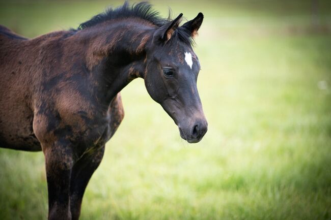 Trakehner Hengstfohlen, Andreas Brändle, Pferd kaufen, Hohenstein