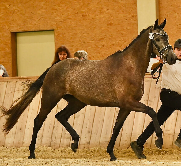 Trakehnerstute, Barbara , Horses For Sale, St. Michael , Image 6
