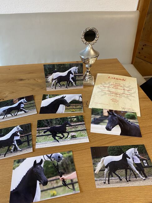 Trakehnerstute, Barbara , Horses For Sale, St. Michael , Image 6