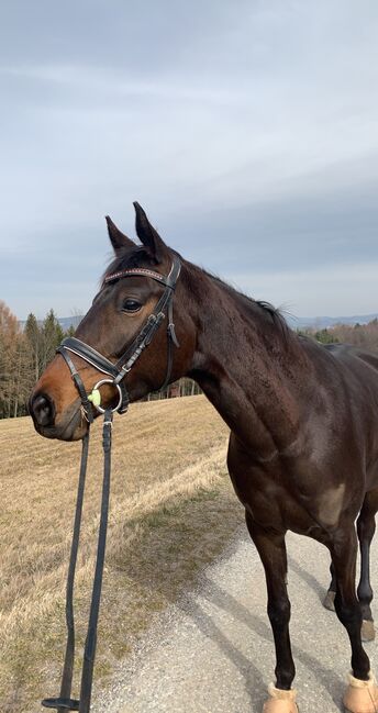 Trakehnerstute zu verkaufen/tauschen, Anna Hirschhofer , Horses For Sale, Langenrohr 