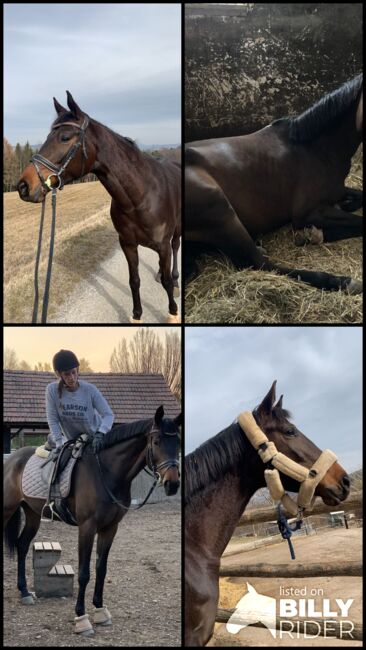 Trakehnerstute zu verkaufen/tauschen, Anna Hirschhofer , Horses For Sale, Langenrohr , Image 6