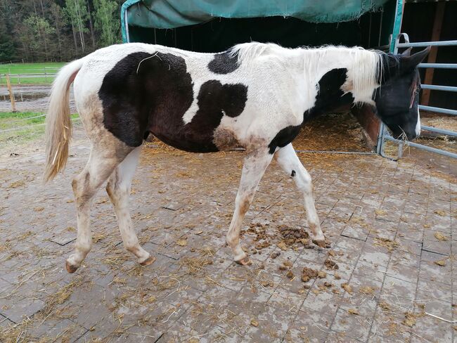 Trakehner Schecke Stute Jährling, Anja Riegger , Horses For Sale, Abtsgmünd, Image 3