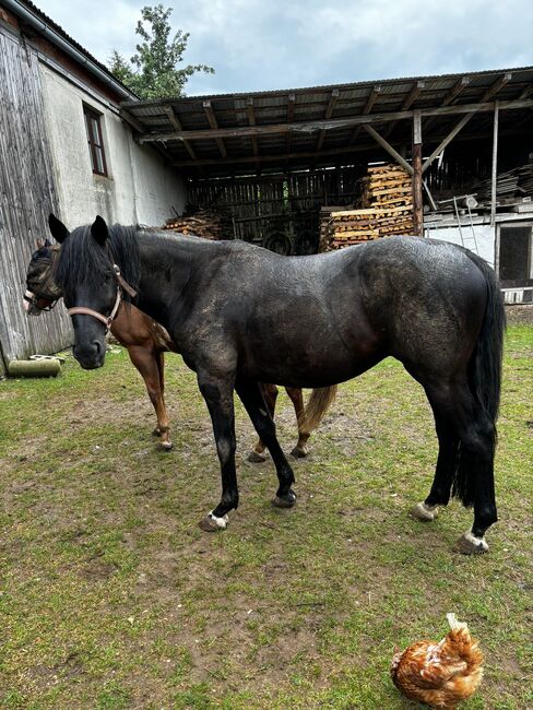 Trakehner Wallach Donausturm 9 Jahre, Tamara , Horses For Sale, Volkenschwand, Image 2