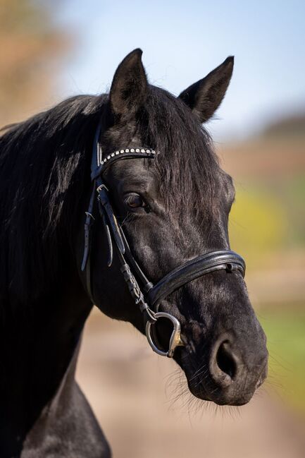 Trakehner Wallach Donausturm 9 Jahre, Tamara , Horses For Sale, Volkenschwand, Image 8