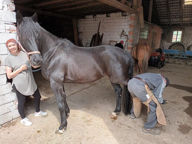 Trakehner Wallach Donausturm 9 Jahre, Tamara , Horses For Sale, Volkenschwand, Image 3