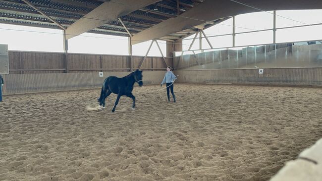 Trakehner Wallach, Yvonne Wendel, Horses For Sale, Eckental, Image 3