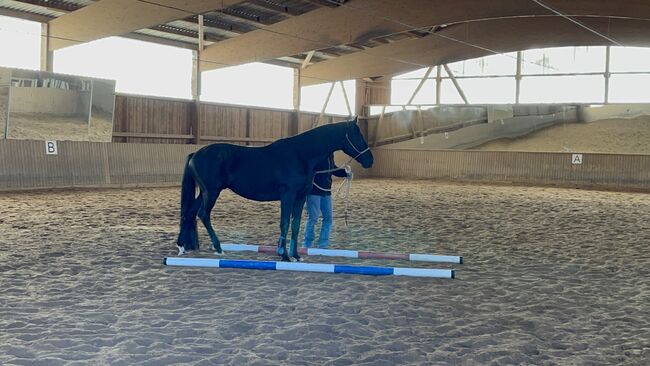 Trakehner Wallach, Yvonne Wendel, Horses For Sale, Eckental, Image 8