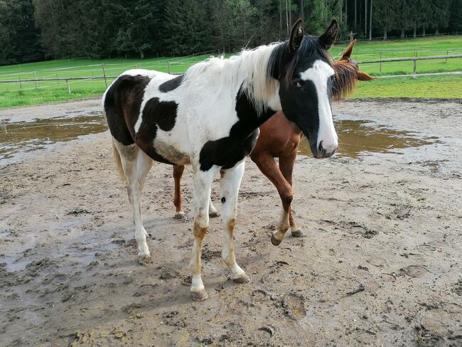 Trakehner Schecke Stute Jährling, Anja Riegger , Pferd kaufen, Abtsgmünd