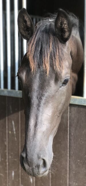 Trakehnerstute 4 jährig (Dressur/Springen/VS), Sonja Tobuschat , Horses For Sale, Blaustein