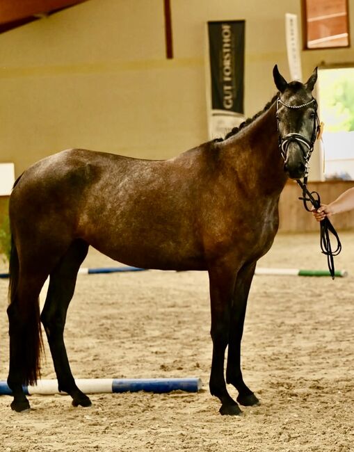 Trakehnerstute, Barbara , Horses For Sale, St. Michael , Image 5