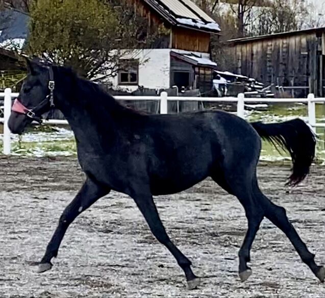 Trakehnerstute, Barbara , Horses For Sale, St. Michael , Image 5