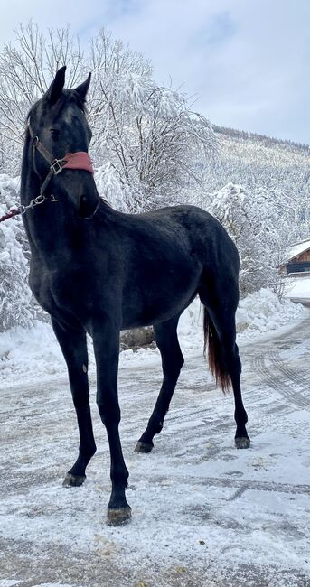 Trakehnerstute, Barbara , Horses For Sale, St. Michael , Image 2