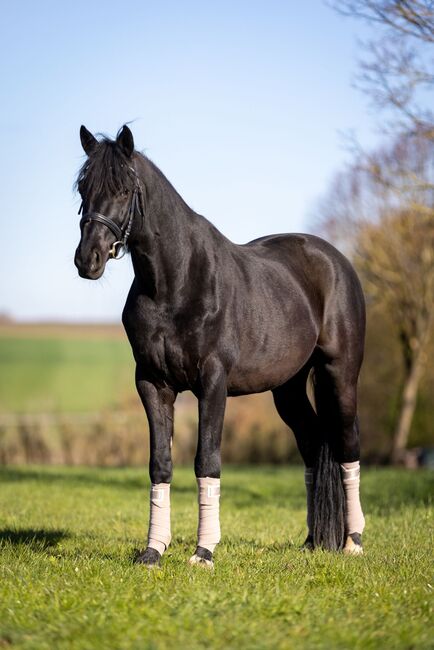 Trakehner Wallach Donausturm 9 Jahre, Tamara , Horses For Sale, Volkenschwand, Image 11