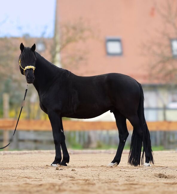 Trakehner Wallach Donausturm 9 Jahre, Tamara , Horses For Sale, Volkenschwand, Image 5