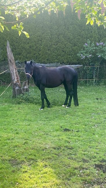 Trakehner Wallach Donausturm 9 Jahre, Tamara , Horses For Sale, Volkenschwand, Image 4